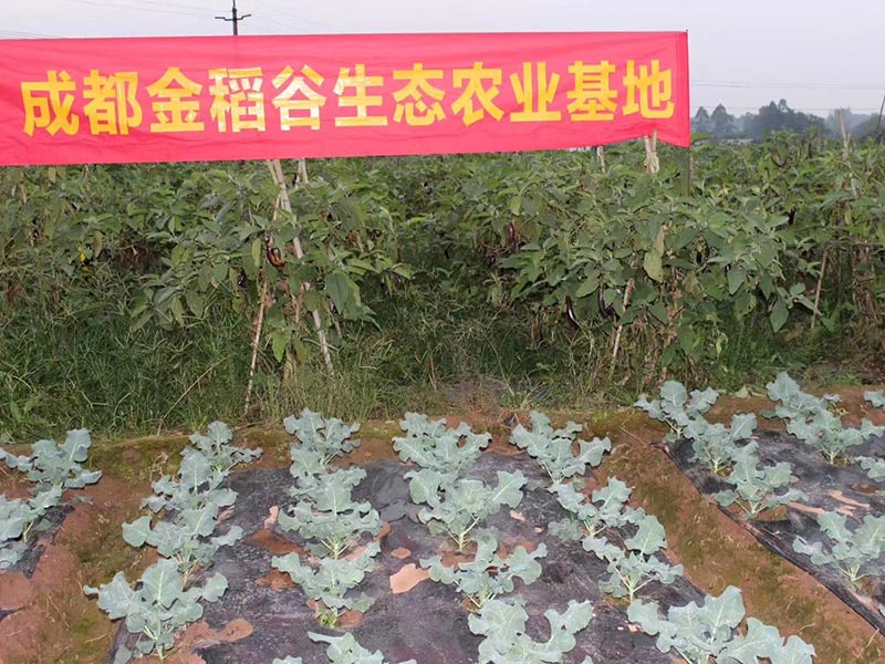成都金稻谷生态农业示范基地
