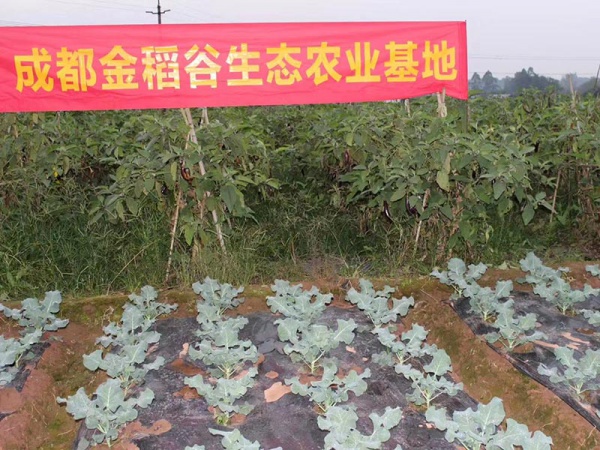 成都金稻谷生态农业示范基地 